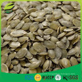 GWS pumpkin seeds kernels grade AA